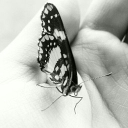 black life hand bright butterfly nature fearless freedom beautiful wings natural